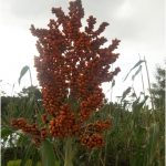 Benih dan Penanaman Tanaman Sorghum/Canthel