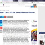 Basmi Tikus, 100 Ular Sawah Dilepas di Sleman