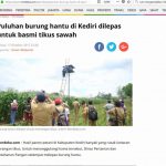 Puluhan burung hantu di Kediri dilepas untuk basmi tikus sawah