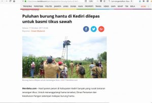 puluhan burung hantu di kediri dilepas untuk basmi tikus sawah