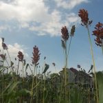 Menunjang Hasil Tanaman Sorghum dengan Teknologi Organik MMC