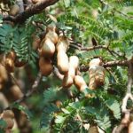 Asam Jawa (Tamarindus indica)