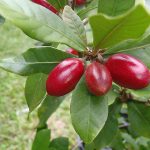 Buah Ajaib  (Synsepalum dulcificum)