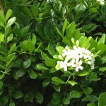 Kemuning (Murraya paniculata) 