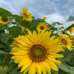 Bunga Matahari