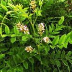 Akar Manis (Glycyrrhiza glabra)