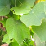 Cincau Rambat (Cylea barbata)