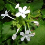 Daun encok (Plumbago zeylanica)