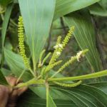 Akasia (Acacia sieberiana)
