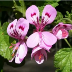 Geranium (geranium radula)