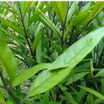 Gandarusa (Justicia gendarussa)