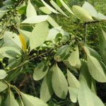 Krangean / Ki lemo (Litsea cubeba)