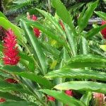 Lengkuas Merah (Alpinia purpurata)