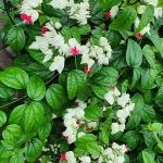 Nona Makan Sirih / Sirih sirihan