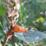 Orok-orok hutan / Haapaan