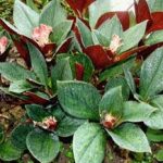 Pacing Merah (Costus erythrophyllus)