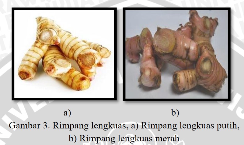 Perbedaan Rimpang Lengkuas Putih dengan Rimpang Lengkuas Merah ...