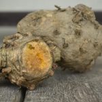 Curcuma / Temulawak (Curcuma zanthorrhiza)