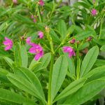 Ginseng Jawa (Talinum triangulare)