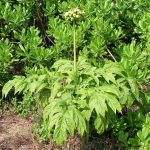 Taka / Bhengkek (Tacca leontopetaloides)
