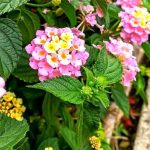 Tembelekan (Lantana camara)