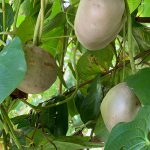 Gembolo (Dioscorea bulbifera)
