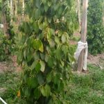 Lada Pak Yusuf sebelum diaplikasikan MOSA GLIO dan BIO-SPF