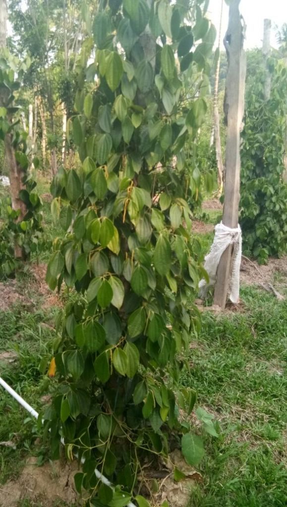 Lada Pak Yusuf sebelum diaplikasikan MOSA GLIO dan BIO-SPF