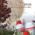 Modul Budidaya Sorghum/Canthel (Sorghum bicolor L.)