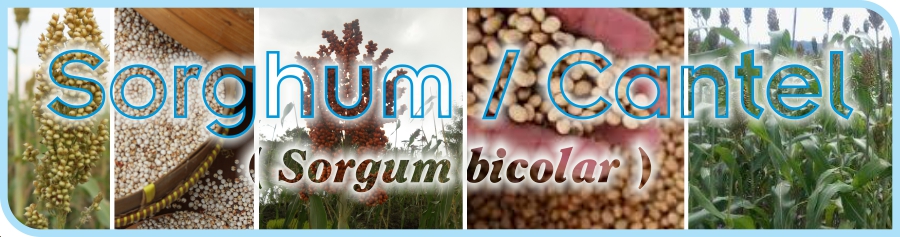 header budidaya sorgum-cantel