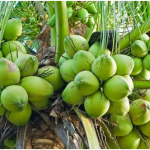 Bertanam Kelapa Produksi Melimpah Dengan Teknologi Organik
