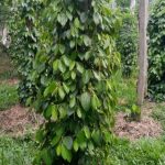 Lada Pak Yusuf 3 bulan setelah diaplikasikan MOSA GLIO dan BIO-SPF