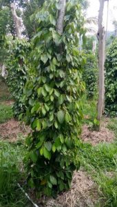 Lada Pak Yusuf 3 bulan setelah diaplikasikan MOSA GLIO dan BIO-SPF