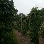 Kebun lada pak Yusuf sesudah diaplikasikan MOSA GLIO dan BIO-SPF