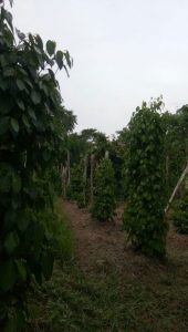 Kebun lada pak Yusuf sesudah diaplikasikan MOSA GLIO dan BIO-SPF