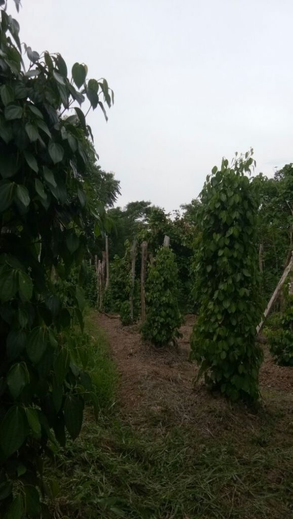 Kebun lada pak Yusuf sesudah diaplikasikan MOSA GLIO dan BIO-SPF