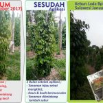 Aplikasi Agens Hayati Pada Tanaman Lada