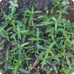 Rumput Mutiara (Oldenlandia corymbosa)