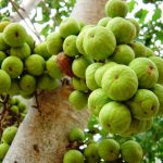 Sebuah pohon dengan buah-buahan hijau tumbuh di atasnya.