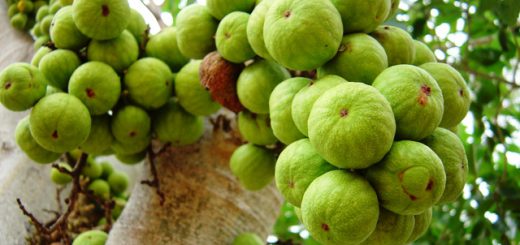 Sebuah pohon dengan buah-buahan hijau tumbuh di atasnya.