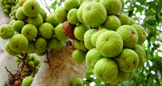 Sebuah pohon dengan buah-buahan hijau tumbuh di atasnya.