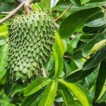 Sirsak  (Annona muricata)