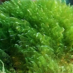 Spirulina (Arthrospira platensis, Arthrospira maxima)