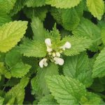Lemon Balm (Melissa officinalis)