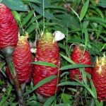 Lempuyang Wangi / Puyang (Zingiber aromaticum)