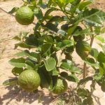 Jeruk Purut (Citrus hystrix)