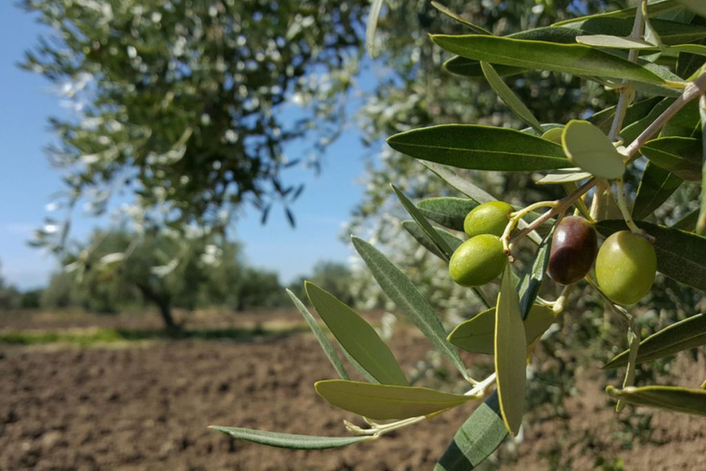 Zaitun tumbuh di pohon di ladang.