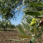 Zaitun tumbuh di pohon di ladang.