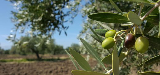 Zaitun tumbuh di pohon di ladang.