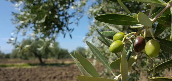 Zaitun tumbuh di pohon di ladang.
